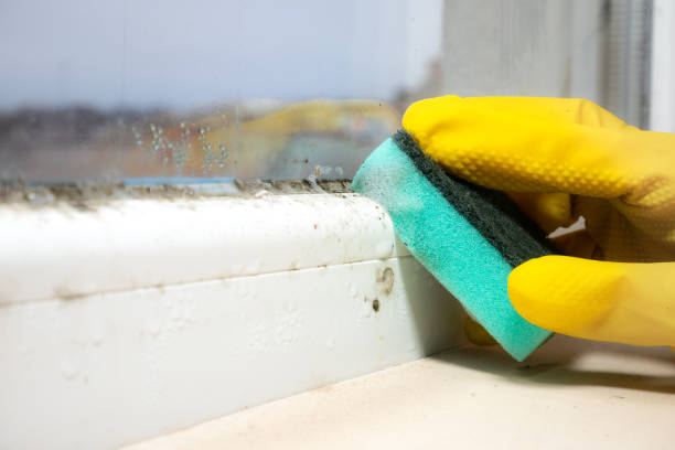 Best Mold Remediation  in New Baltimore, VA