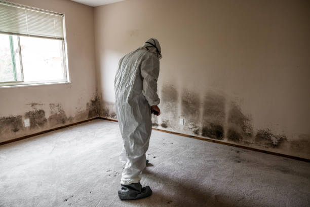 Best Residential Mold Removal  in New Baltimore, VA