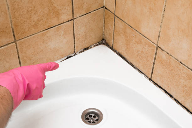Home Mold Removal in New Baltimore, VA