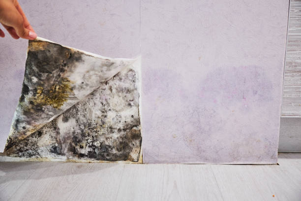 Best Office Mold Removal Services  in New Baltimore, VA